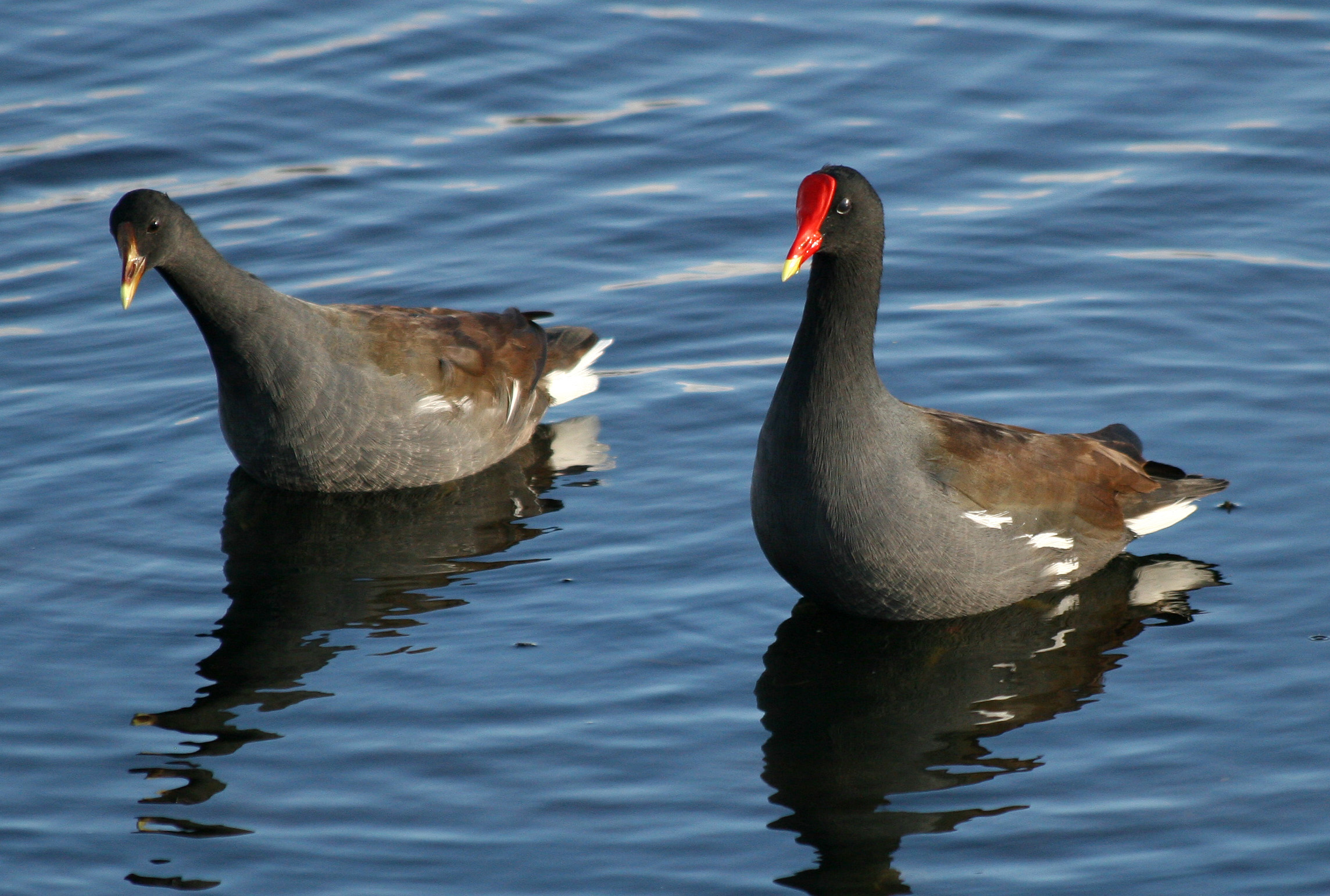 Common Moorhen, Gallinula chloropus